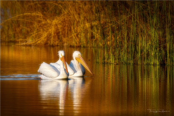 /Images/uploads/Sonoma County Regional Parks Foundation/springlake50/entries/28912thumb.jpg